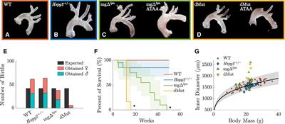 The Fbn1 gene variant governs passive ascending aortic mechanics in the mgΔlpn mouse model of Marfan syndrome when superimposed to perlecan haploinsufficiency